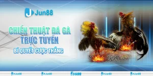 Chiến thuật đá gà từ cao thủ Jun88: Bí quyết chọn gà, huấn luyện và thắng cược